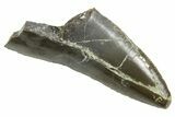 Serrated Triassic Reptile (Postosuchus?) Tooth - Arizona #362419-1